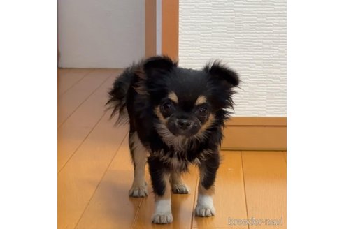 成約済の栃木県のチワワ(ロングコート)-324783の1枚目