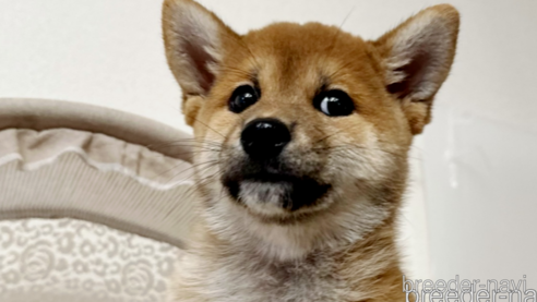 成約済の東京都の柴犬-338046の2枚目