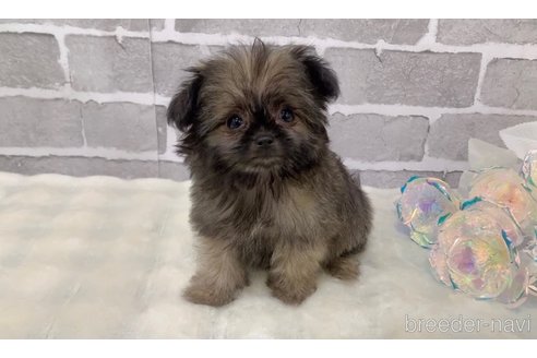 販売中の東京都のミックス犬-352609の11枚目