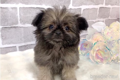 販売中の東京都のミックス犬-352609の9枚目
