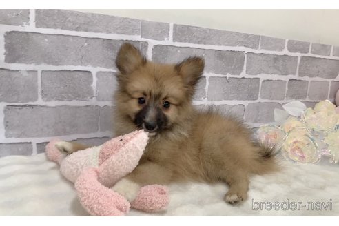 成約済の東京都のミックス犬-352182の8枚目