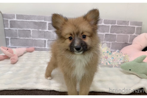 成約済の東京都のミックス犬-352182の5枚目