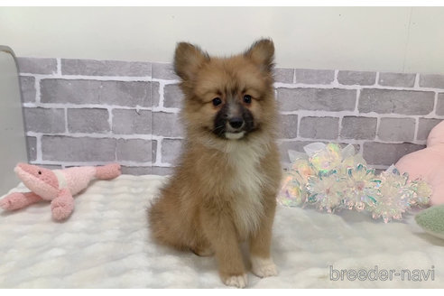 成約済の東京都のミックス犬-352182の4枚目