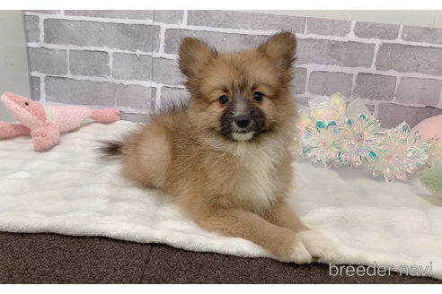 成約済の東京都のミックス犬-352182の1枚目