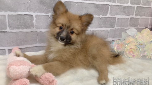 成約済の東京都のミックス犬-352182の2枚目