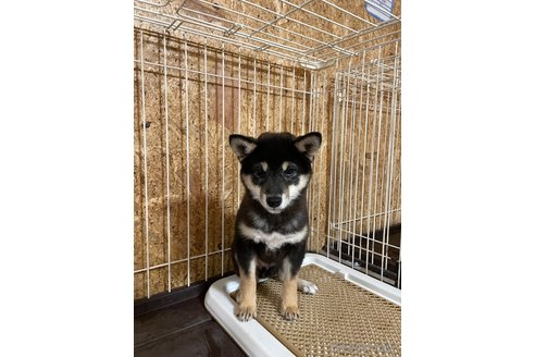 成約済の福岡県の豆柴-340009の2枚目