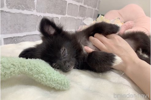 販売中の東京都のミックス犬-352185の10枚目