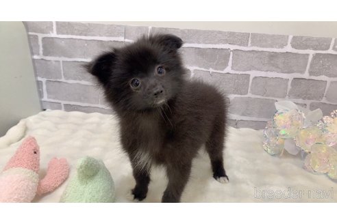 販売中の東京都のミックス犬-352185の11枚目