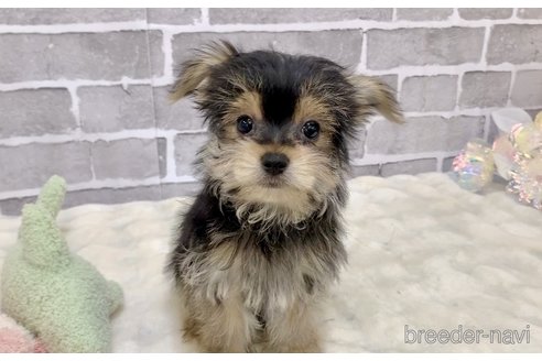 販売中の東京都のミックス犬-351064の20枚目