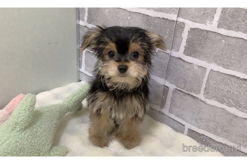 販売中の東京都のミックス犬-351064の18枚目