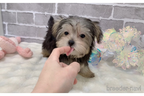 販売中の東京都のミックス犬-351061の22枚目