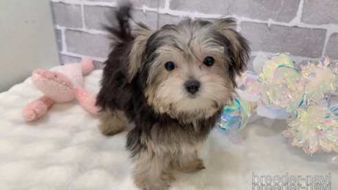 販売中の東京都のミックス犬-351061の21枚目
