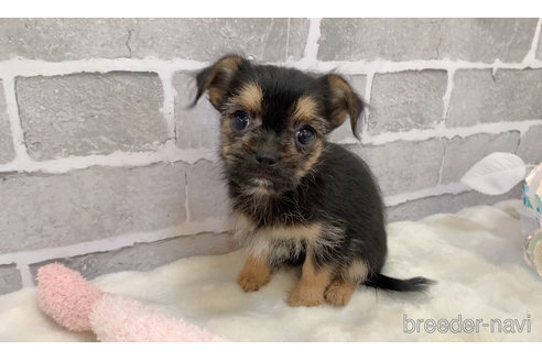 販売中の東京都のミックス犬-351063の16枚目