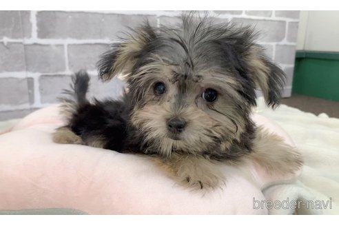 販売中の東京都のミックス犬-351062の13枚目