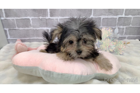 販売中の東京都のミックス犬-351062の12枚目