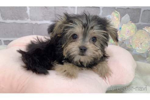 販売中の東京都のミックス犬-351062の11枚目