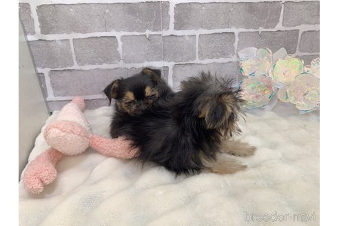 販売中の東京都のミックス犬-351063の14枚目