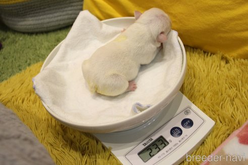 成約済の愛知県のフレンチブルドッグ-358352の33枚目