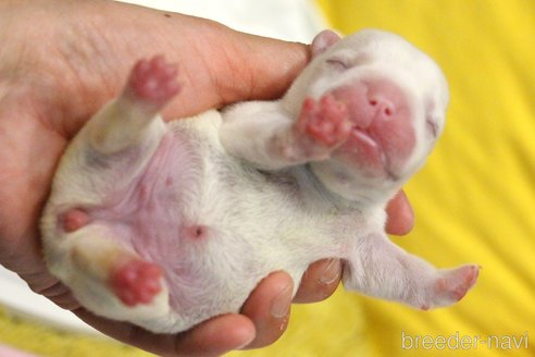 成約済の愛知県のフレンチブルドッグ-358352の31枚目