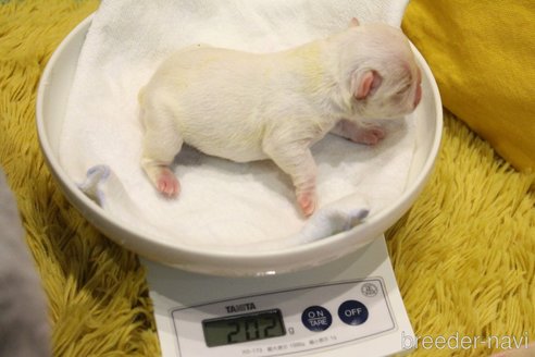 成約済の愛知県のフレンチブルドッグ-358353の69枚目