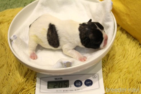 成約済の愛知県のフレンチブルドッグ-358356の81枚目