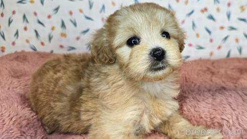 成約済の愛知県のミックス犬-349830の22枚目