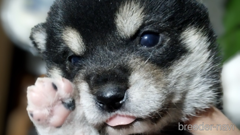 成約済の千葉県の柴犬-358359の4枚目