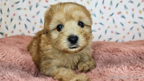 成約済の愛知県のミックス犬-349811の8枚目