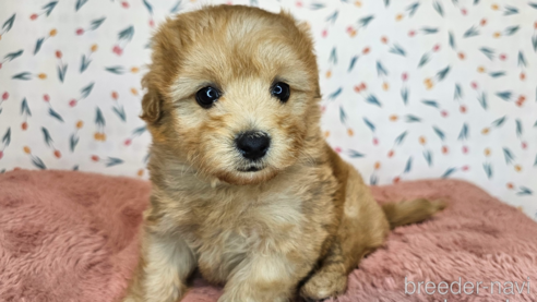 成約済の愛知県のミックス犬-349811の7枚目