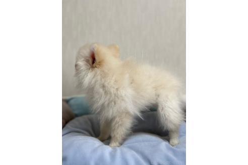 成約済の大阪府のポメラニアン-348155の2枚目
