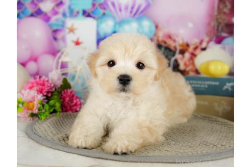 成約済の千葉県のマルプー:マルチーズ×トイプードル-358404の6枚目