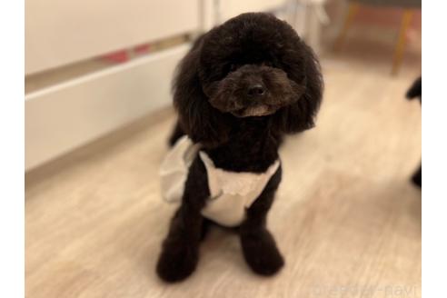 サンドラちゃん1枚目