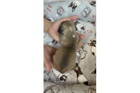 成約済の愛知県のフレンチブルドッグ-352150の6枚目