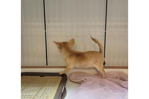 成約済の滋賀県のチワワ(ロングコート)-358416の3枚目