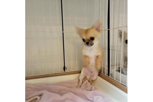 成約済の滋賀県のチワワ(ロングコート)-358416の4枚目