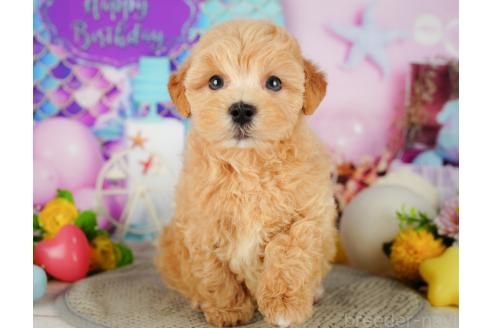 成約済の神奈川県のマルプー:マルチーズ×トイプードル-358426の5枚目