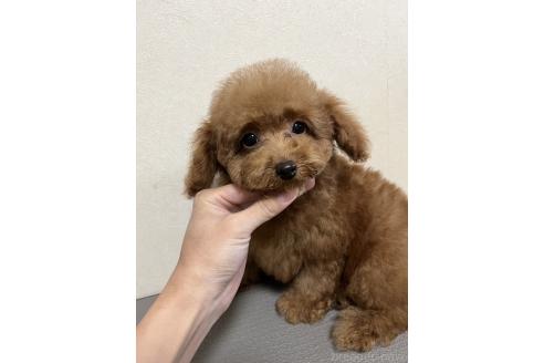 成約済の神奈川県のタイニープードル-358457の1枚目