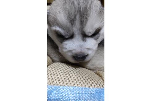 成約済の奈良県のシベリアンハスキー-358469の5枚目