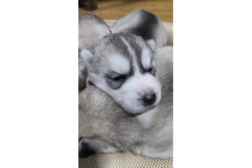 成約済の奈良県のシベリアンハスキー-358469の3枚目