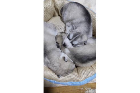 成約済の奈良県のシベリアンハスキー-358469の2枚目