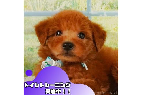 成約済の静岡県のトイプードル-354824の1枚目