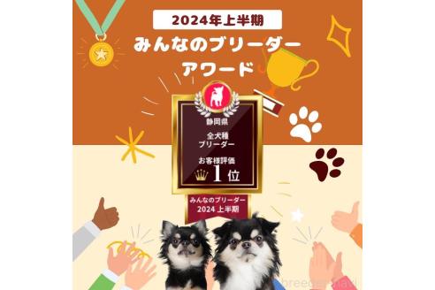 成約済の静岡県のトイプードル-354824の5枚目