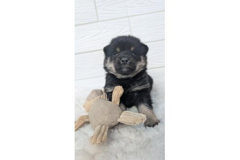 成約済の宮崎県のミックス犬-354172の1枚目