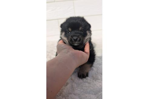 成約済の宮崎県のミックス犬-354172の2枚目