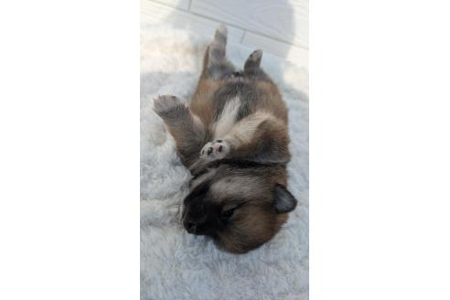 成約済の宮崎県のミックス犬-354171の6枚目