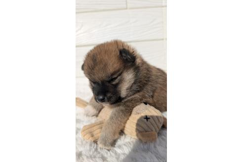 成約済の宮崎県のミックス犬-354171の3枚目