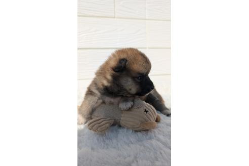 成約済の宮崎県のミックス犬-354171の2枚目