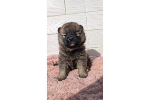 成約済の宮崎県のミックス犬-354170