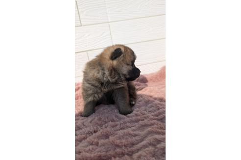 成約済の宮崎県のミックス犬-354170の7枚目