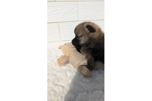 成約済の宮崎県のミックス犬-354170の6枚目
